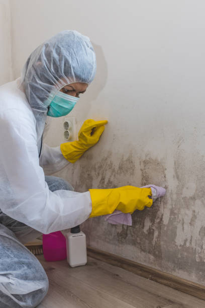 Best Mold Documentation for Insurance Claims  in Daly City, CA
