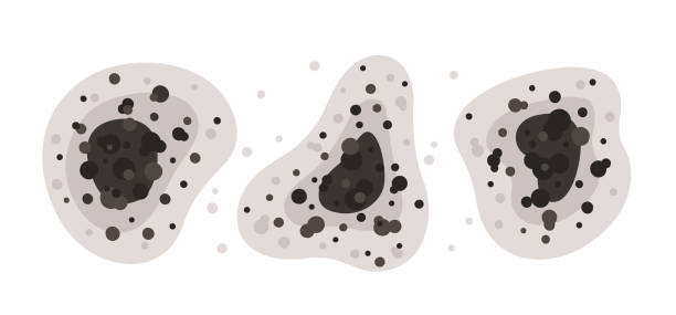 Best Commercial Mold Inspection  in Daly City, CA